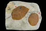 Two Fossil Leaves (Zizyphoides & Beringiaphyllum) - Montana #165019-1